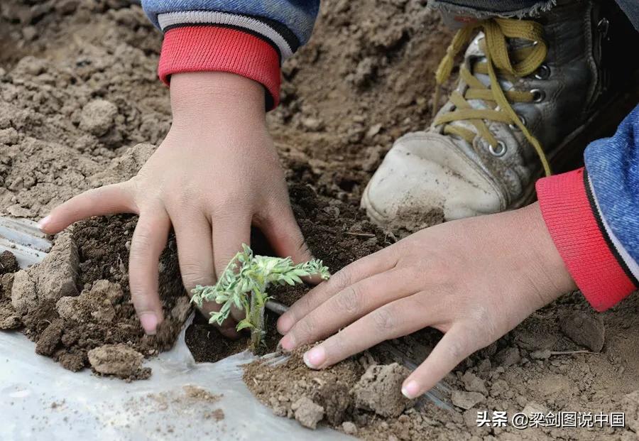 三十年如一日，兰州市榆中县青城镇金学义植树造林保护生态环境。