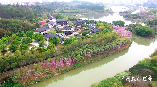 粉透半边天广州花都湖万株宫粉紫荆怒放