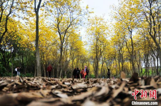 福州：黄花风铃木绽放宛如童话世界