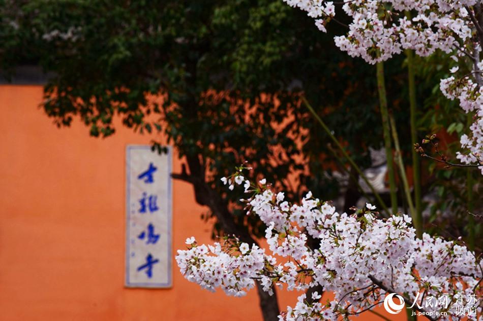 南京鸡鸣寺路樱花绽放。马成摄