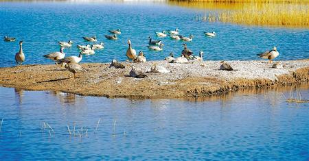 一群斑头雁在海子湿地草原嬉戏觅食