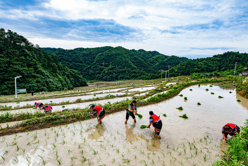 当地村民在插秧。田文国摄