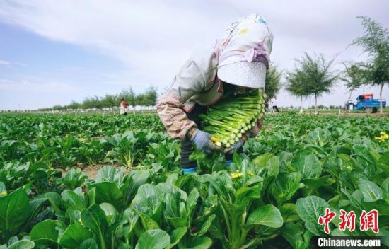 图为民勤县高原夏菜丰收。(资料图) 殷春永 摄