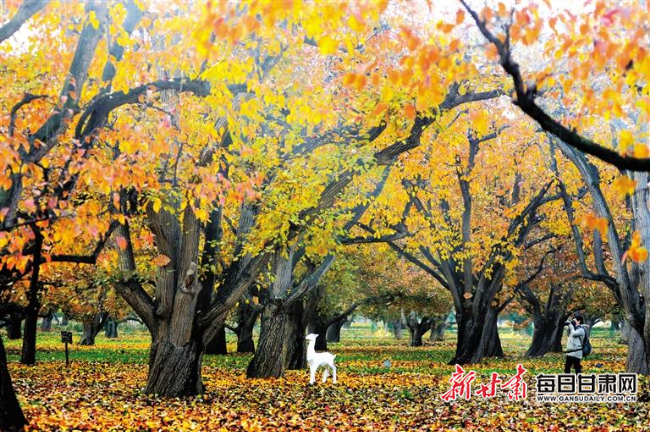 【陇原秋意】官鹅沟、兴隆山、什川梨园 山水之间看秋色尽染