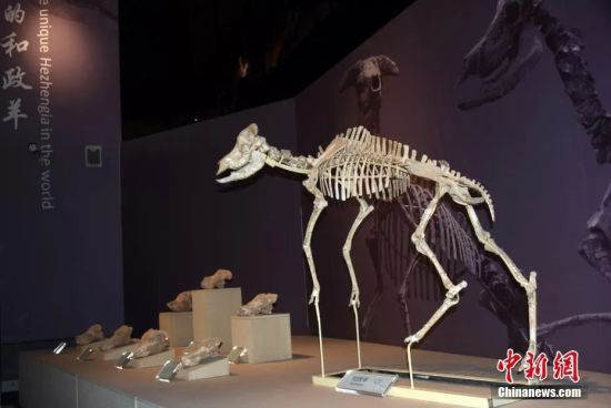 资料图：甘肃和政古动物化石博物馆展出“世界上独一无二的和政羊化石”。中新社记者 孙自法 摄