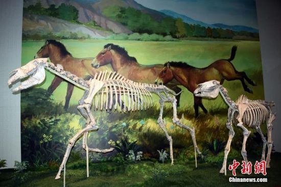资料图：甘肃和政古动物化石博物馆展出“世界上最大的真马化石埃氏马”。中新社记者 孙自法 摄
