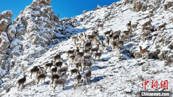 图为满山的羚羊雪后觅食。　安维斌 摄