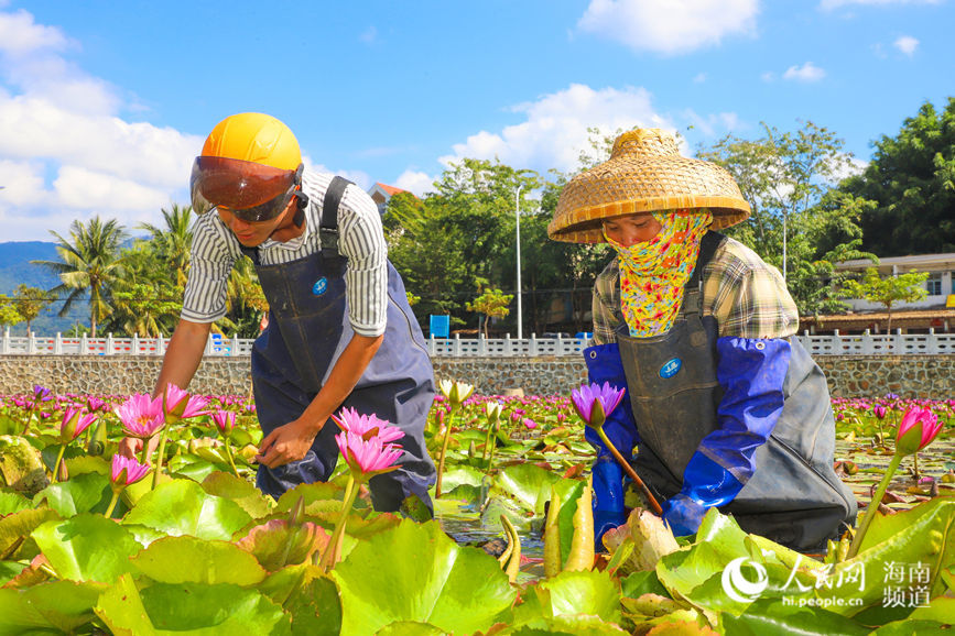 游客同当地村民一起在莲池中采摘。人民网 牛良玉摄