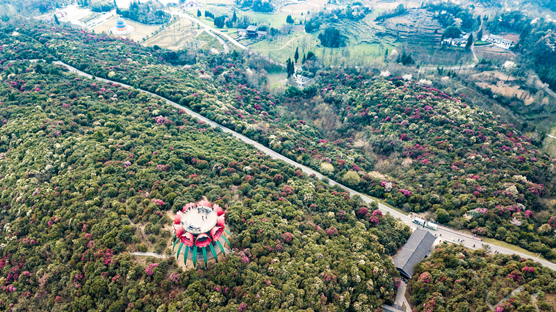 这是贵州省毕节市百里杜鹃景区一角（2019年3月27日摄，无人机照片）。