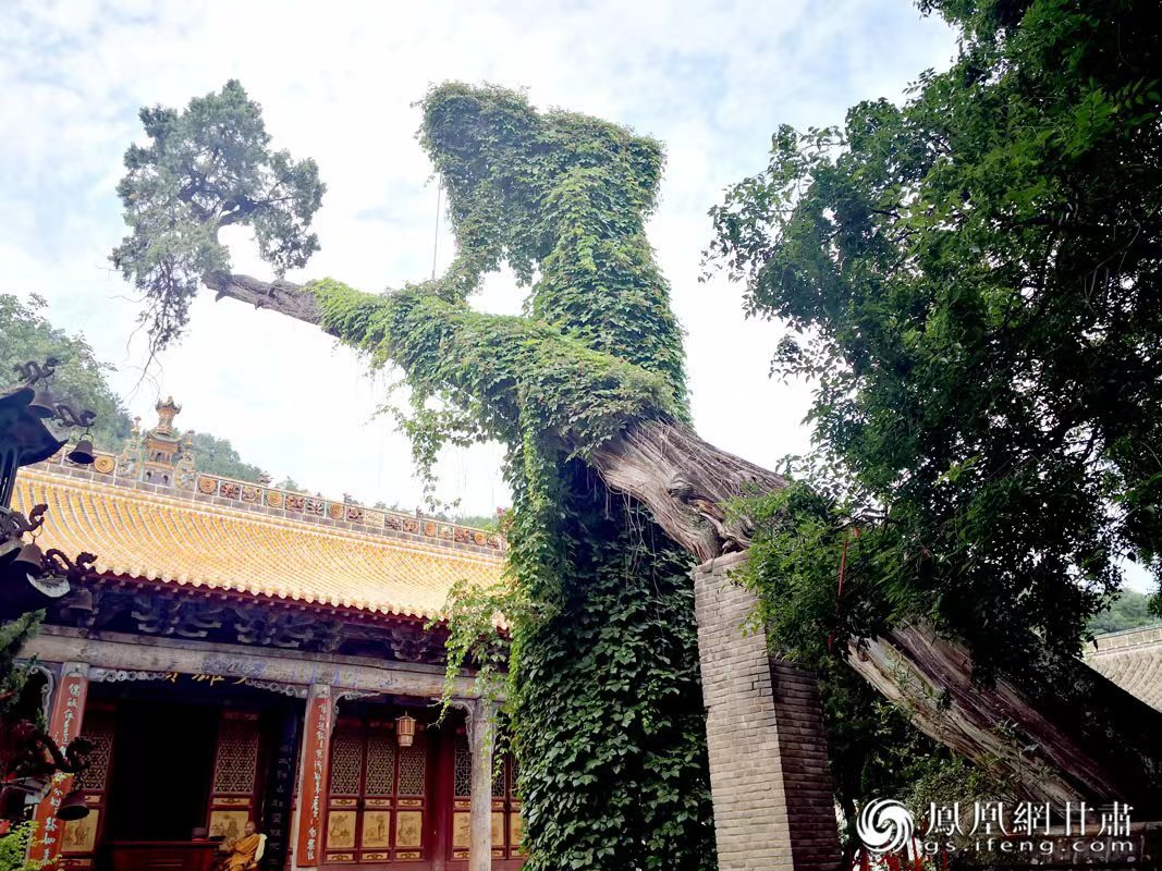 “山头南郭寺，水号北流泉。老树空庭得，清渠一邑传。”杜甫诗中的“老树”，指的就是这株春秋古柏，为南郭寺的“镇寺之宝”。胡江 摄