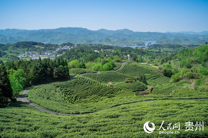 贵阳市观山湖区朱昌镇高寨村的茶场。人民网 涂敏摄