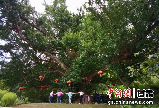 陇南徽县境内最古老的银杏树。当地传说，它已有千年树龄。（资料图）殷春永 摄