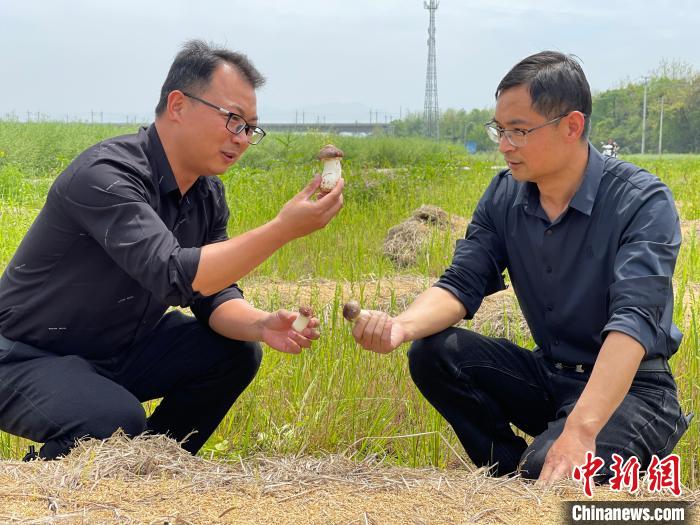 方秀全与销售人员探讨赤松茸销售思路。　成展鹏 摄