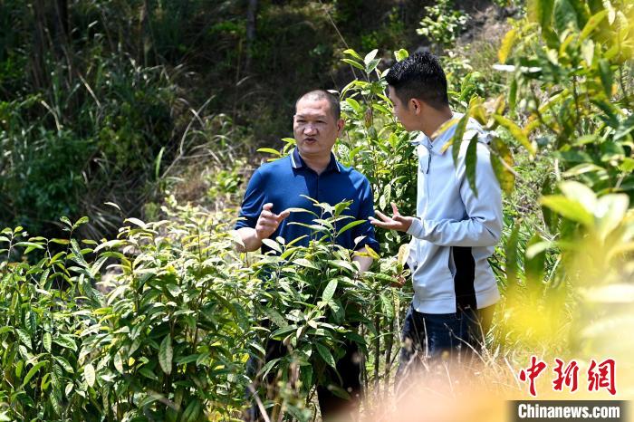 张高汉向参访者介绍金花茶种植情况。　张金川 摄