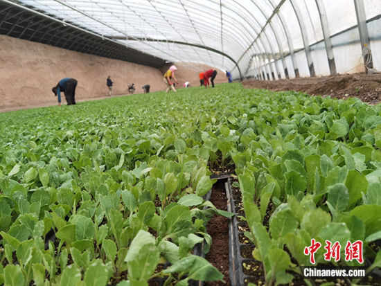 图为4月15日，甘肃金昌市金川区一处温室大棚里，绿油油的蔬菜苗长势喜人。 中新社记者 冯志军 摄