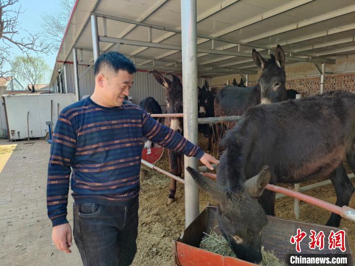 图为文国山看着“致富驴”露出笑容。　蒋燕泽 摄