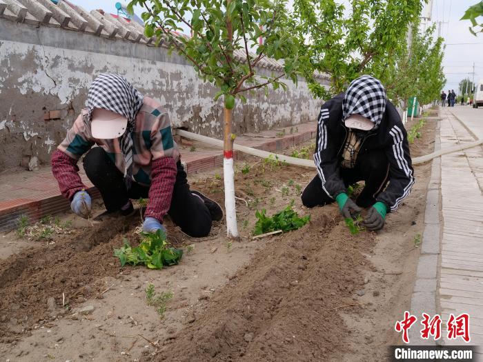 图为村民栽植地瓜苗。　郭大蕾 摄