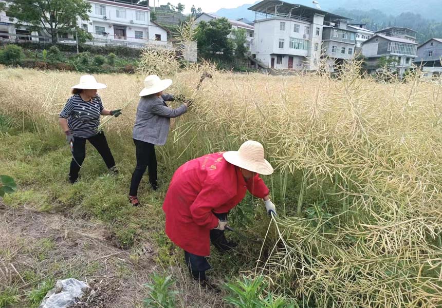 喜获丰收！湖北建始10万亩油菜进入收割季【4】