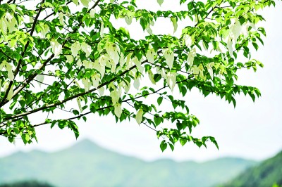 保护野生植物，国家植物园只是一个新开始