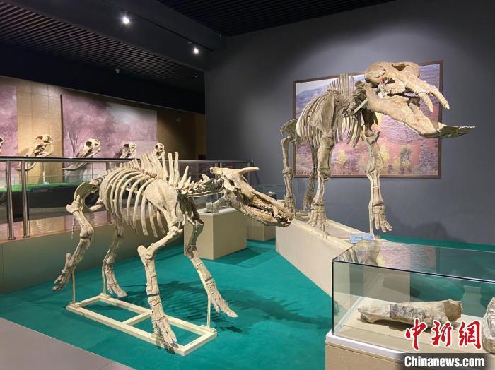 图为5月底，和政县古动物化石博物馆内修复后的古生物化石。　高展 摄