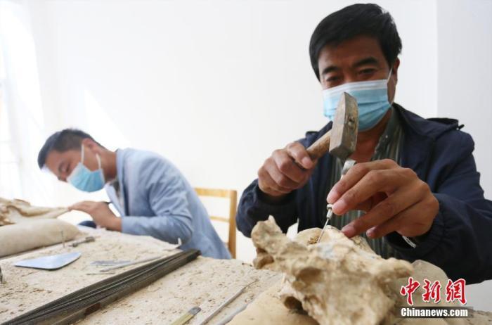 6月4日，在甘肃临夏州和政县古动物化石博物馆内，古生物化石修复师使用手锤清理化石上的围岩。中新社记者 艾庆龙 摄