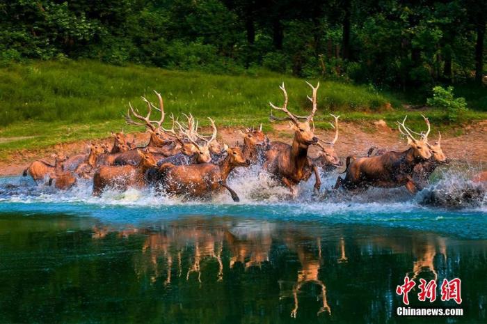 资料图：麋鹿奔驰在盐城滩涂湿地。孙华金 摄