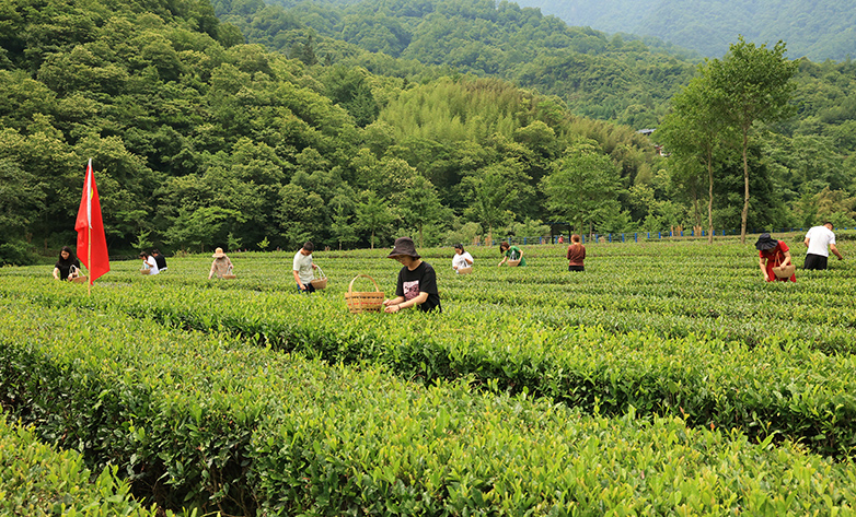 康县：夏茶采摘正当时