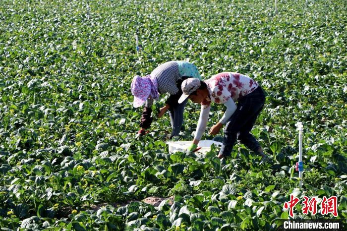 图为工人们收割供港蔬菜。　马爱彬 摄