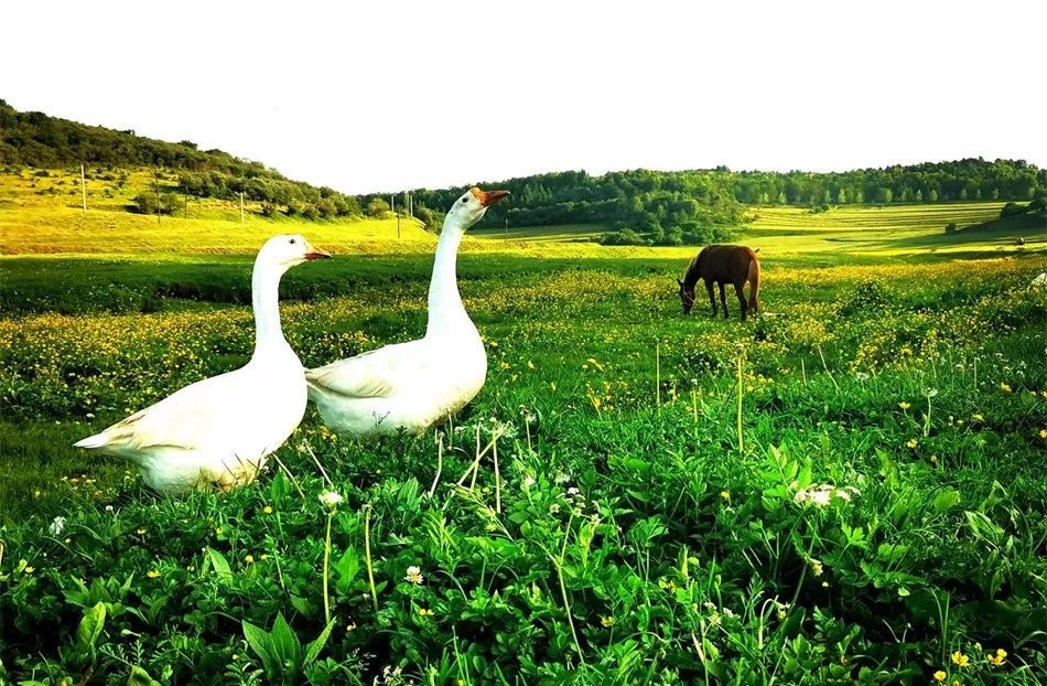 绿意盎然——清水冯河草原夏日风光美