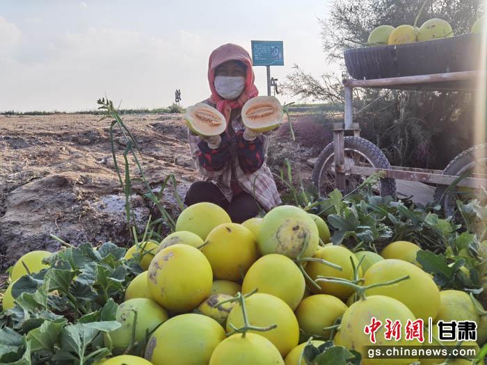 图为种植户刘尚林介绍种植蜜瓜情况。