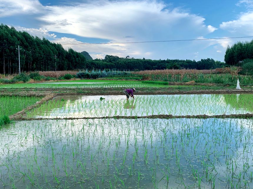 图1：甘圩镇赖坡村“手把青秧插野田，低头便见水中天” 夏日农忙画卷