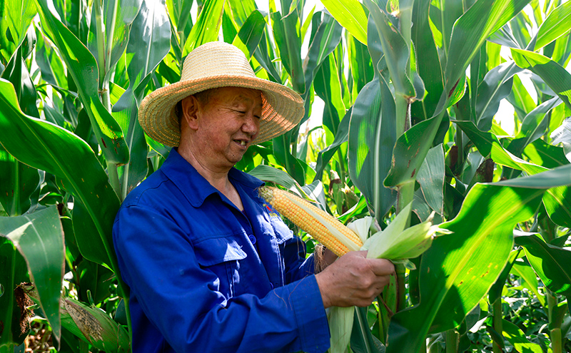 会宁：玉米套大豆助农双增收