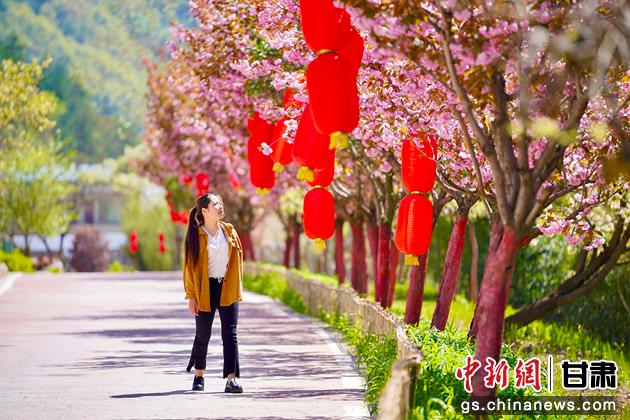 图为鸡峰镇长沟村樱花盛开。(资料图)陈争强 摄