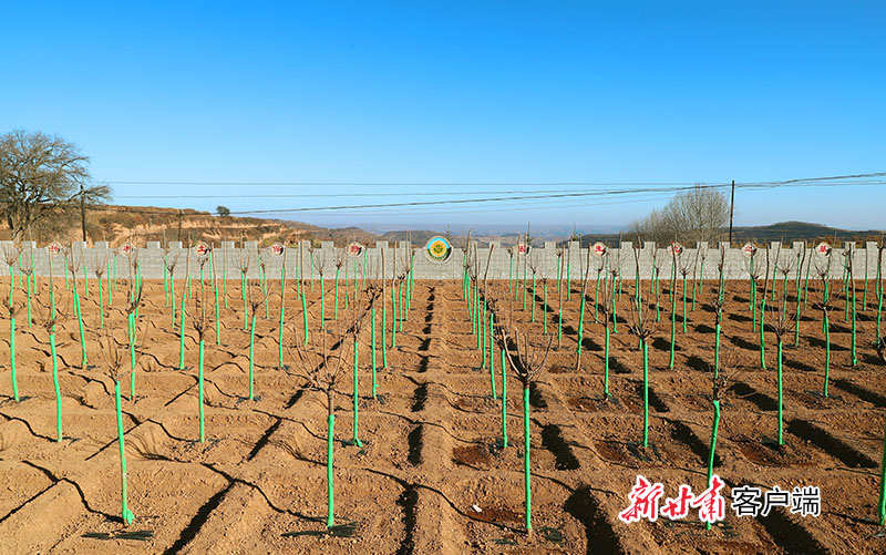 崇信县—中央财政水利发展资金黄土高原塬面保护崇信县2021年项目—沟头回填、水保林栽植、沟头防护（刘浩然摄）.jpg