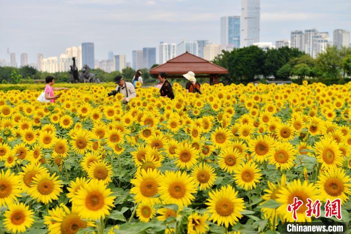 图为福州花海公园约7.2万平方米的向日葵花开始竞相绽放，吸引不少民众前来游玩赏花。　张斌 摄