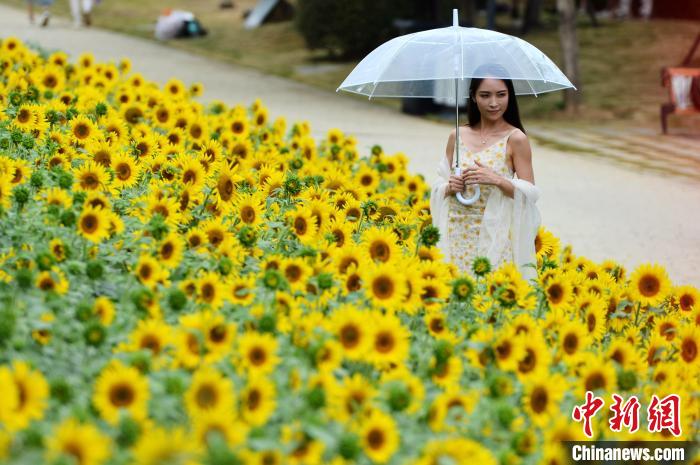 图为一女子在福州花海公园向日葵花田中拍照。　张斌 摄