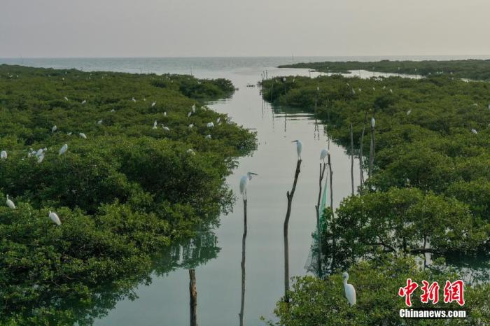 广西北海市北海金海湾红树林生态保护区白鹭飞舞。 王以照 摄