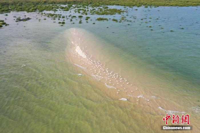 广西北海市北海金海湾红树林生态保护区，白鹭等水鸟在红树林旁的滩涂休息。 王以照 摄