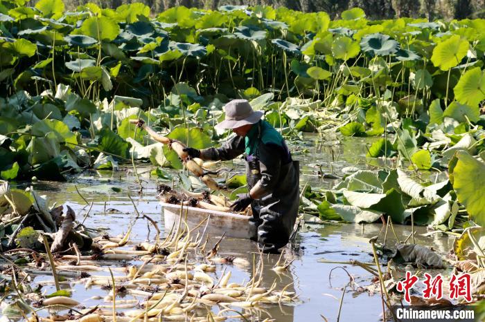 在新疆博湖县查干诺尔乡莲藕种植基地，藕农们趁着晴好天气，正忙着采收莲藕，藕田里一派丰收的喜人景象。　巴都木才次克 摄