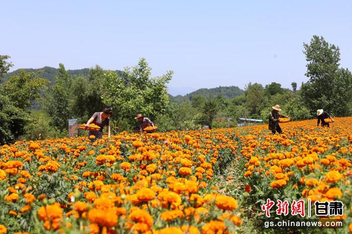 成县鸡峰镇坪庄村连片万寿菊种植基地。刘建军 摄