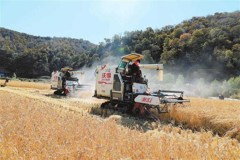 庆阳市合水县太白镇，大小两川水域种植的2000多亩优质水稻开机收割