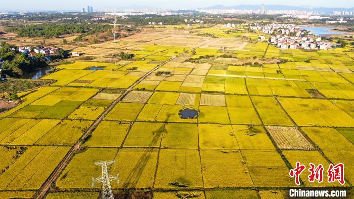 航拍吉安市吉州区曲濑镇的高标准农田建设区，只见金色稻浪翻滚，一派丰收景象。　李军 摄