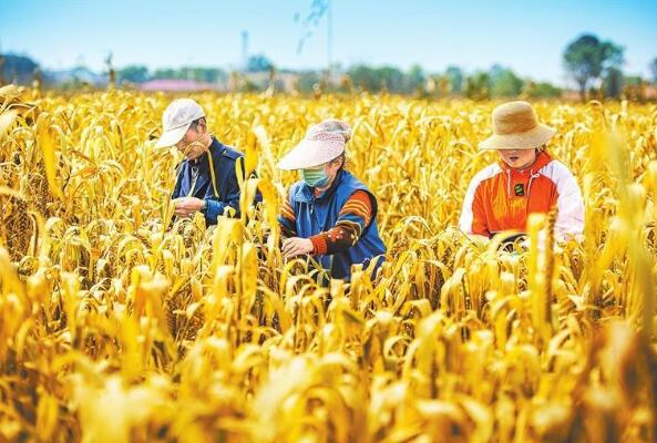 由丰收到田实现丰收到手 甘肃省秋粮收获进度已达九成