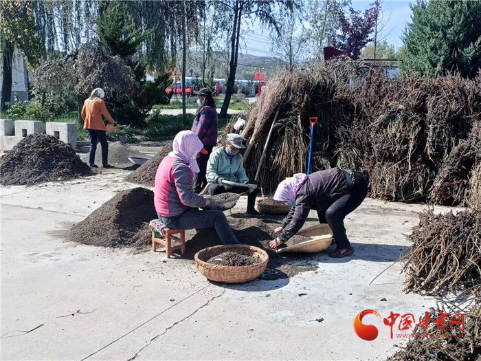 【小康路上看老乡】平凉华亭：紫苏飘香富民路 集体经济“壮筋骨”