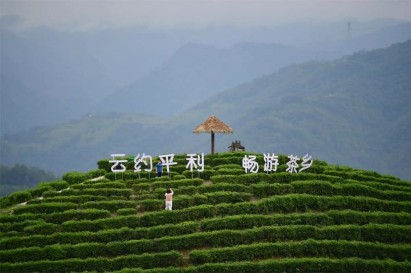 安康市平利县茶叶产业园.webp