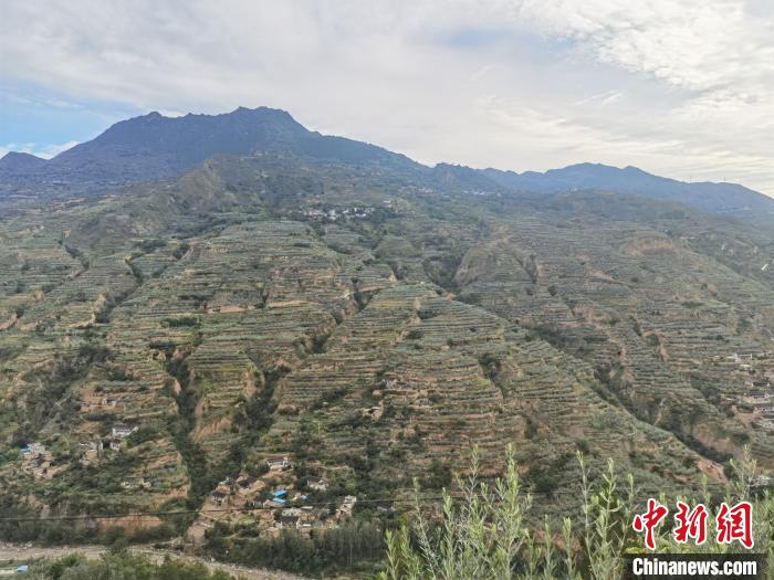 因种植了油橄榄树、花椒树等，武都区的山看起来绿油油。　闫姣 摄