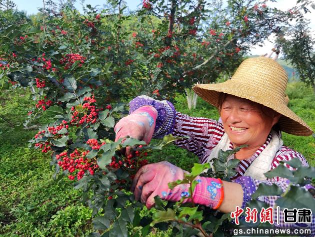 图为村民采摘花椒。(资料图)