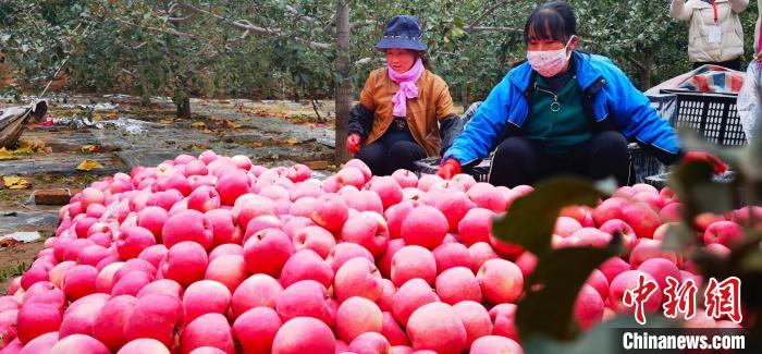 图为平凉市的苹果。(资料图) 魏建军 摄