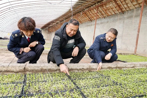 高台县绿洋农业公司负责人张国忠（中）向税务干部介绍他们公司的高品质辣椒苗