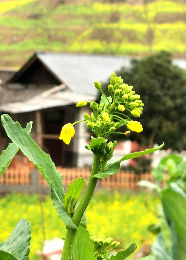 陇上江南景色新（牛新建 摄）